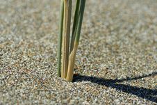 Dune Grass Stalk Close-up Stock Photo