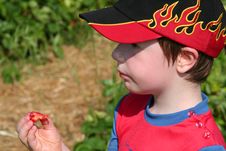 Boy Enjoying A Strawberry3 Royalty Free Stock Photos Boy Enjoying A Strawberry3 Royalty Free Stock Photos