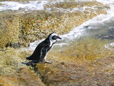 Penguin Going For A Swim In The Sea Stock Image Penguin Going For A Swim In The Sea Stock Image