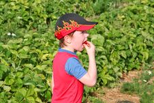 Boy Enjoying A Strawberry4 Stock Photos Boy Enjoying A Strawberry4 Stock Photos