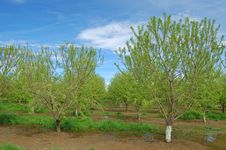 Orchard In Springtime Stock Photography Orchard In Springtime Stock Photography