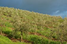 Vineyard Landscape Stock Photography