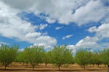 Orchard In Springtime Royalty Free Stock Photos Orchard In Springtime Royalty Free Stock Photos