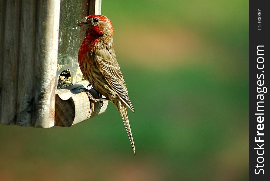 Photographed a House Finch on a brid feeder in Georgia.