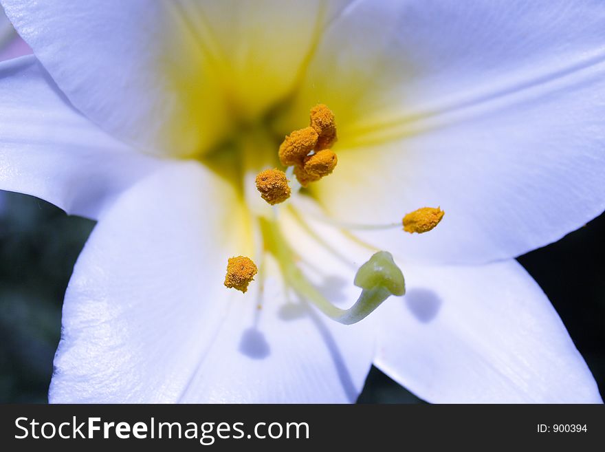 A close up of a nice lily. A close up of a nice lily