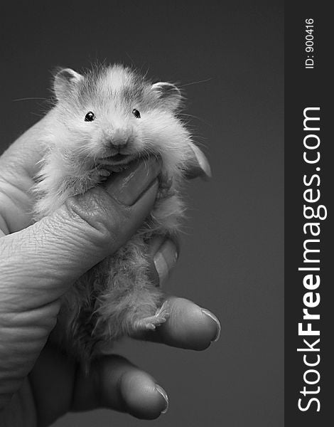 Small hamster in a female hand. Small hamster in a female hand