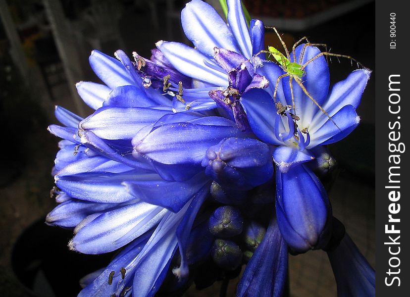 Spider On Purple Flower