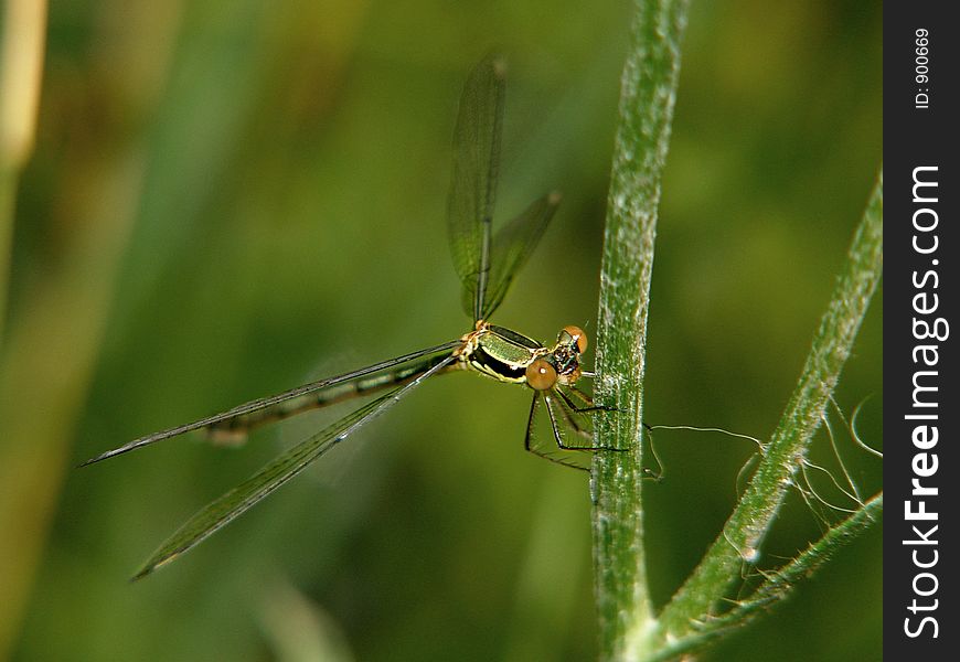 Dragonfly on a green plant - macro