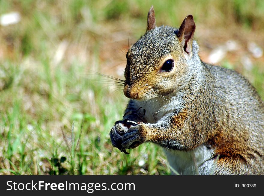 Photographed squirrel feeding in our backyard in Georgia.