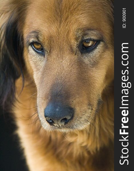 Close-up of a retriever. Close-up of a retriever