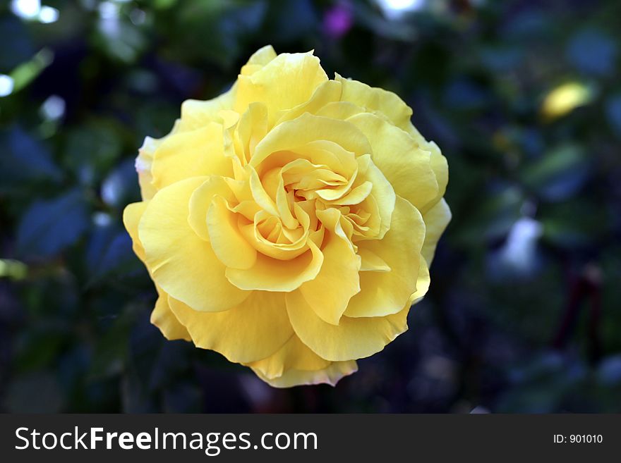 A perfect yellow rose.