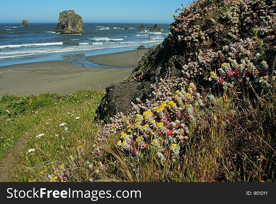 Wildflowers along Oregon's coast trail. Wildflowers along Oregon's coast trail