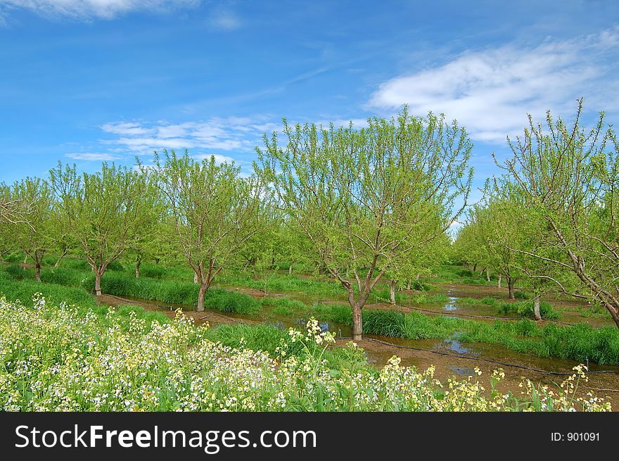 Orchard in springtime