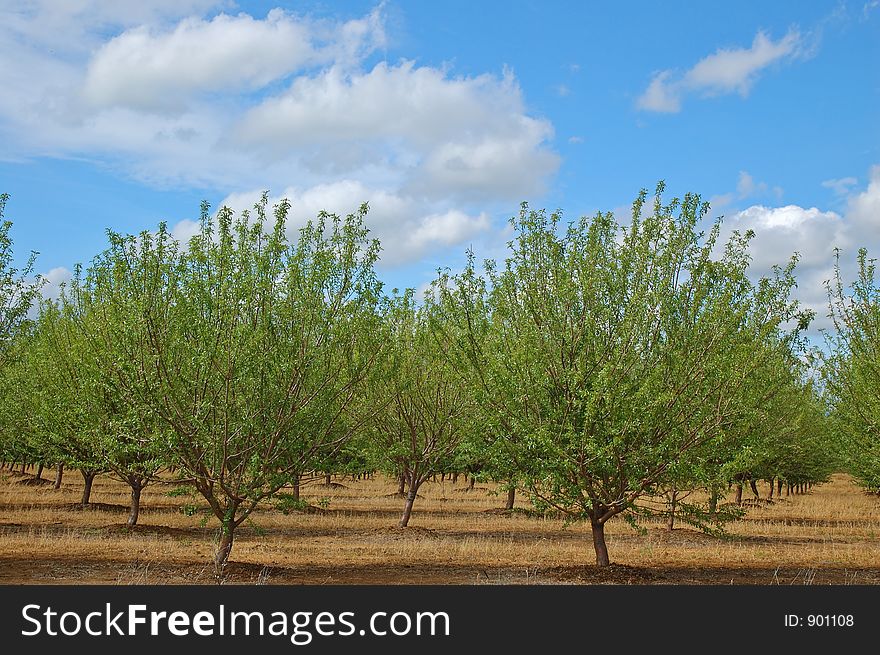 Orchard in springtime