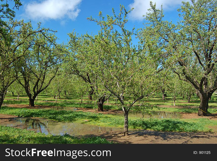 Orchard in springtime