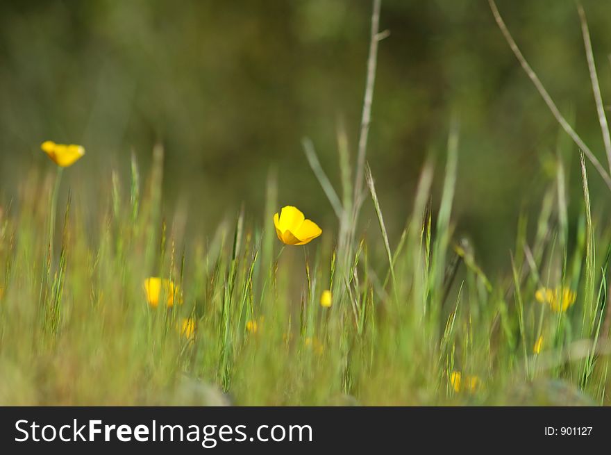 Meadow in the spring. Meadow in the spring