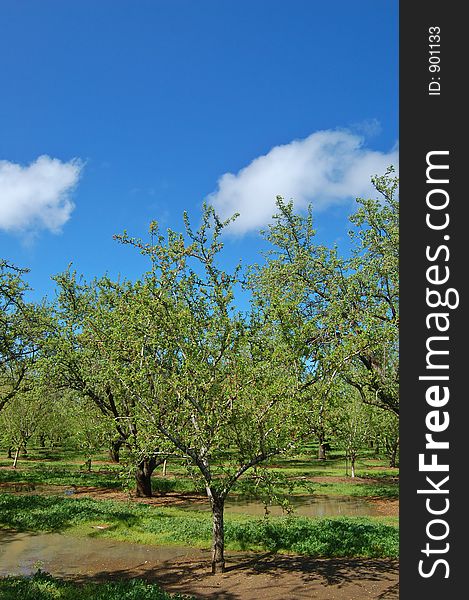 Orchard in springtime