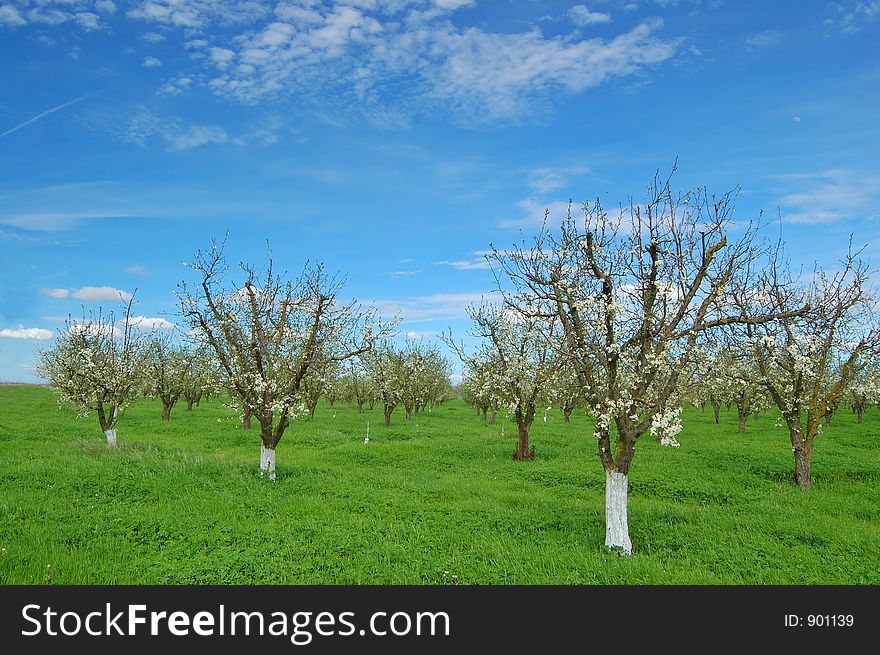 Orchard In Springtime