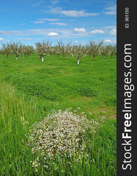 Orchard In Springtime