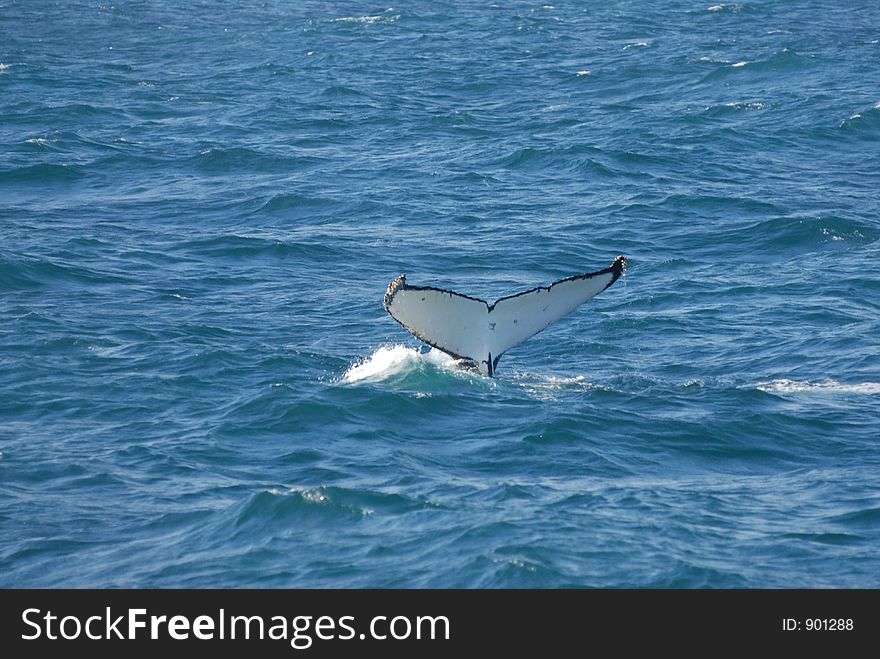 Tailfin of a diving bull whale