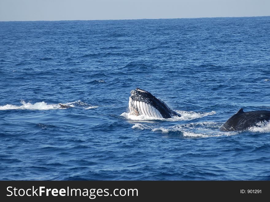 Whale Feeding