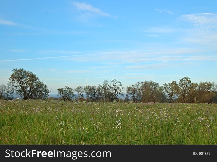 The countryside of northern California in springtime. The countryside of northern California in springtime