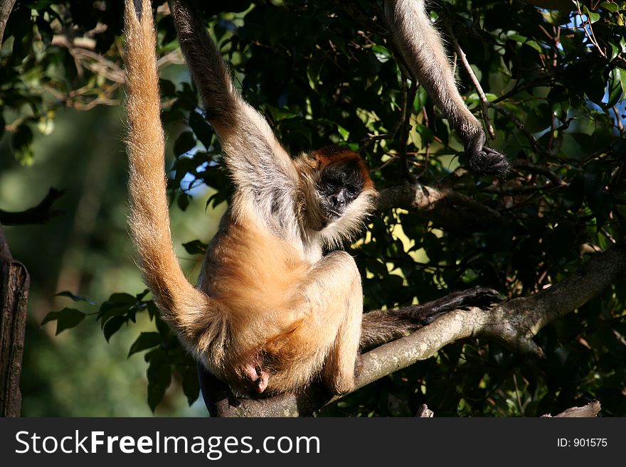 Angry looking gibon in a tree. Angry looking gibon in a tree