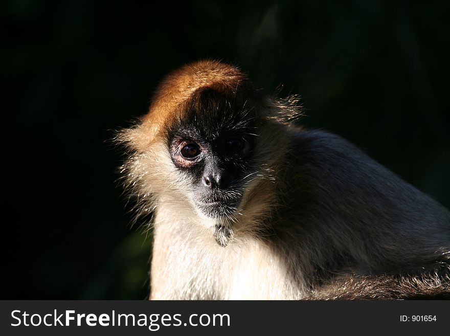 Macaque monkey face