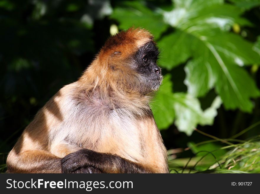 Macaque monkey looking right