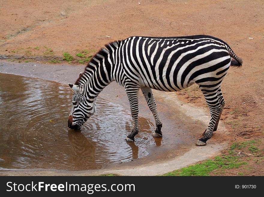 Zebra Drinking