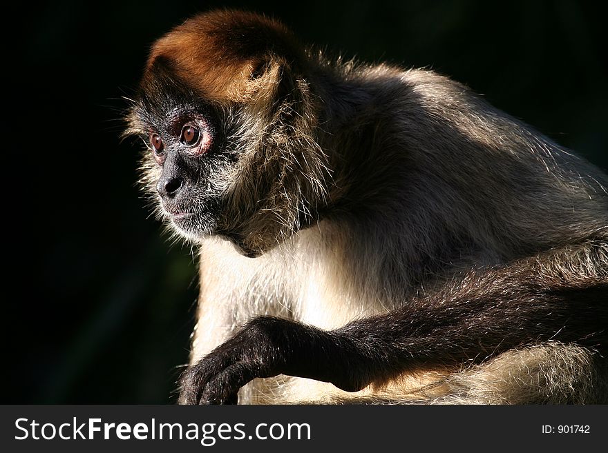 Macaque monkey staring