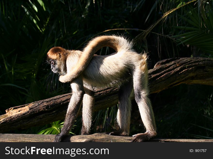 Monkey with a long tail wraped around him. Monkey with a long tail wraped around him