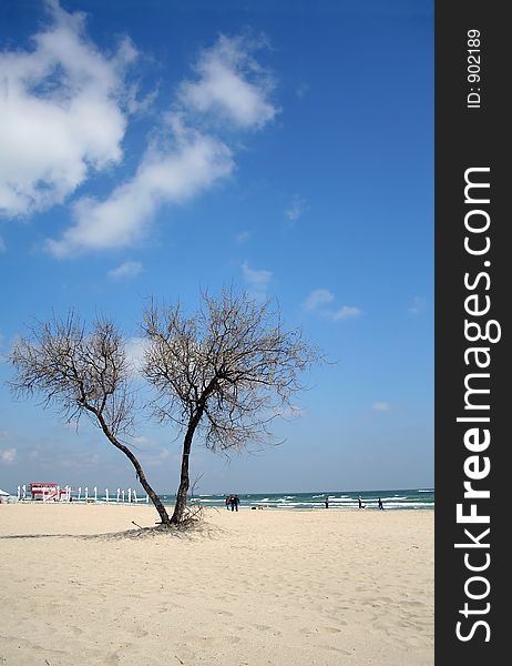 A single tree on the beach in a sunny summer day. A single tree on the beach in a sunny summer day