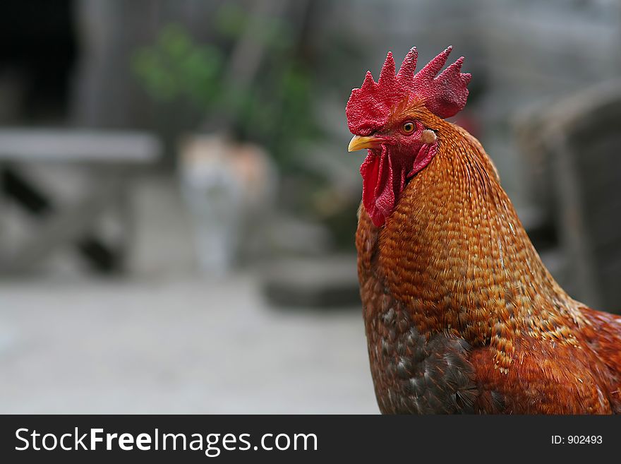 Rooster with beautiful colors. Rooster with beautiful colors