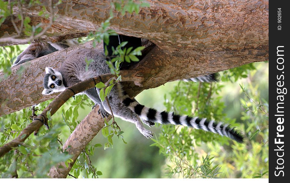 Ring tail lemur
