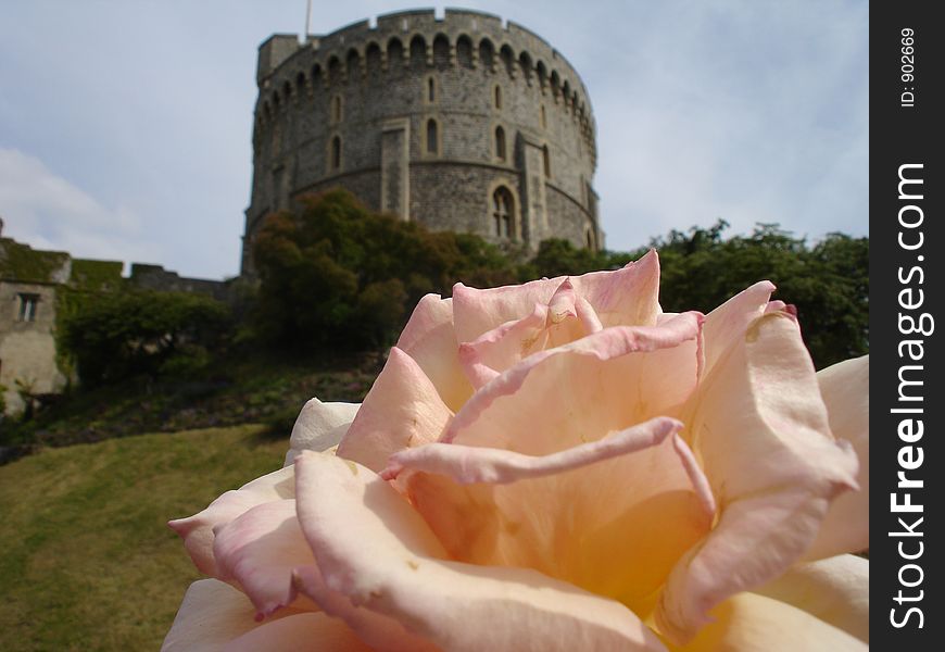 A rose stands in front of the Windsor Castle. A rose stands in front of the Windsor Castle