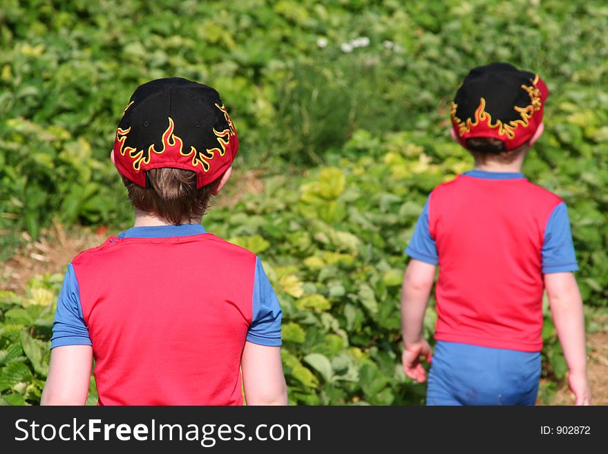 Two brothers in a strawberry field. Two brothers in a strawberry field