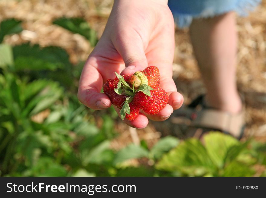 Child found a funny strawberry; picking berries in a strawberry field