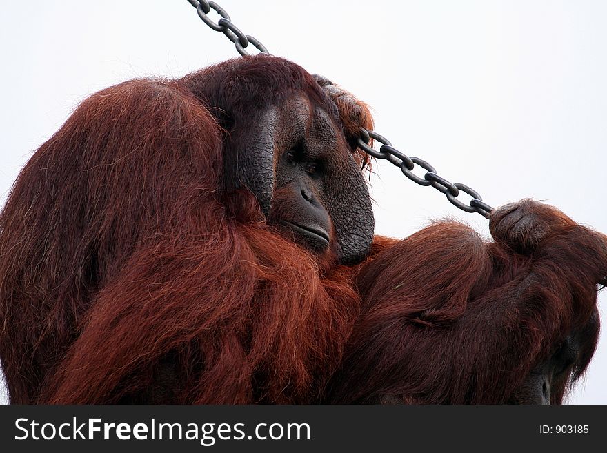 Male orang utan holding a chain