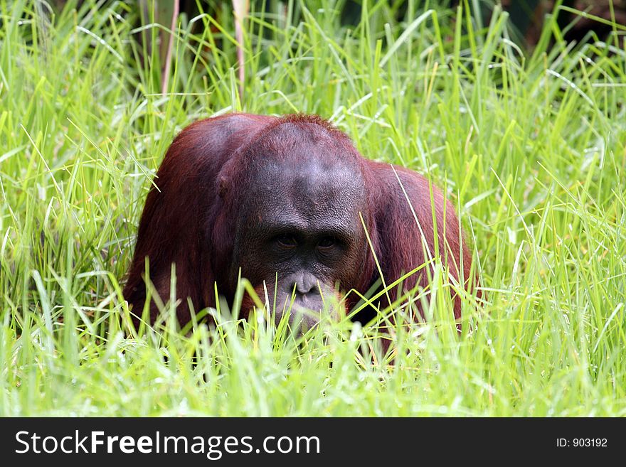 Young male orang utan in the grass