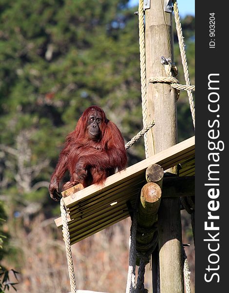 Orang utan sitting on a plateform