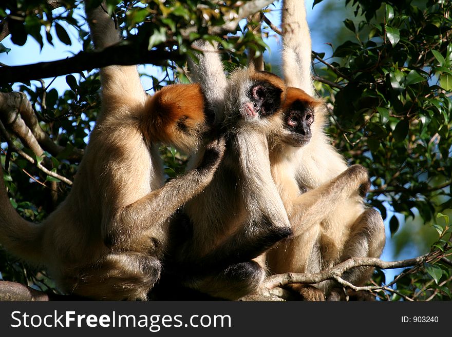 Tree monkeys lookin for fleas on each other's furr