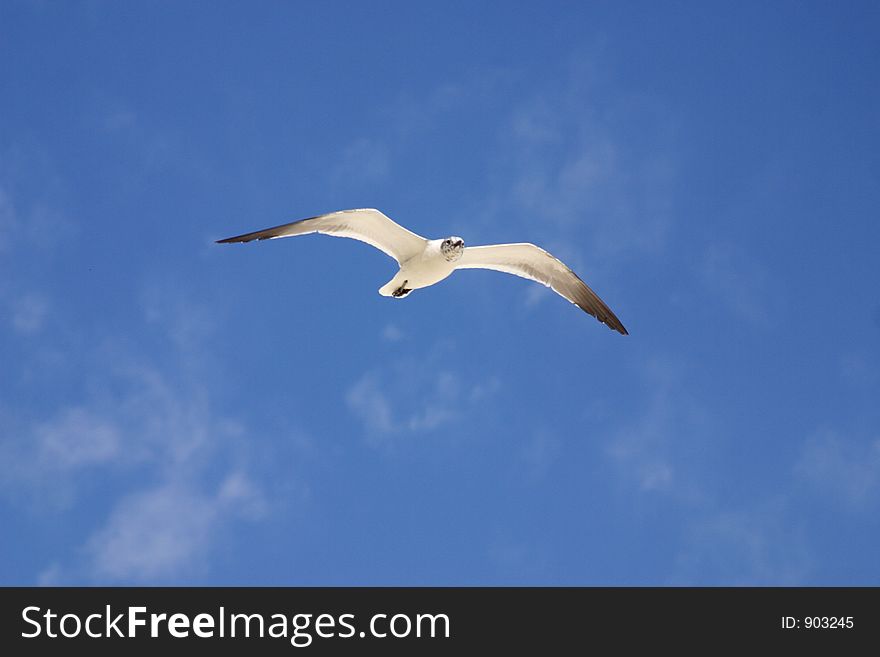 Bird flying in the sky of cancun, mexico