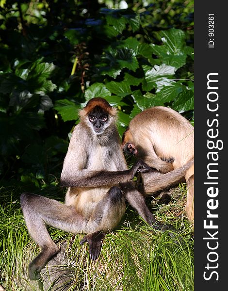 Two Monkeys Playing