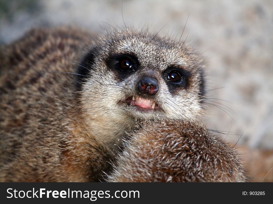 Angry meerkat showing his teeth