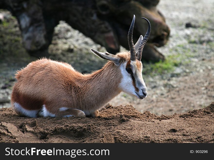 Antelope laying on the ground