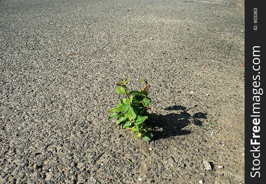 A plant burrowing its way through tarmac on an abandoned road. A plant burrowing its way through tarmac on an abandoned road.