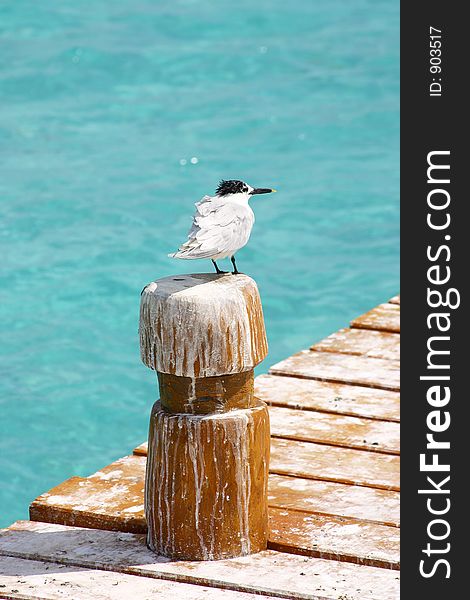 Caribbean detail at Cancun Beaches, Mexico