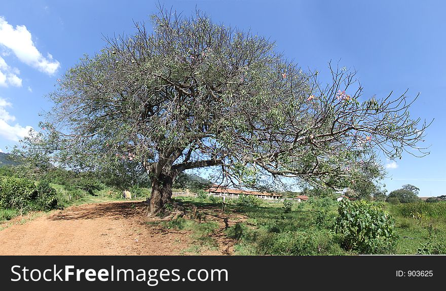 Paineira Tree