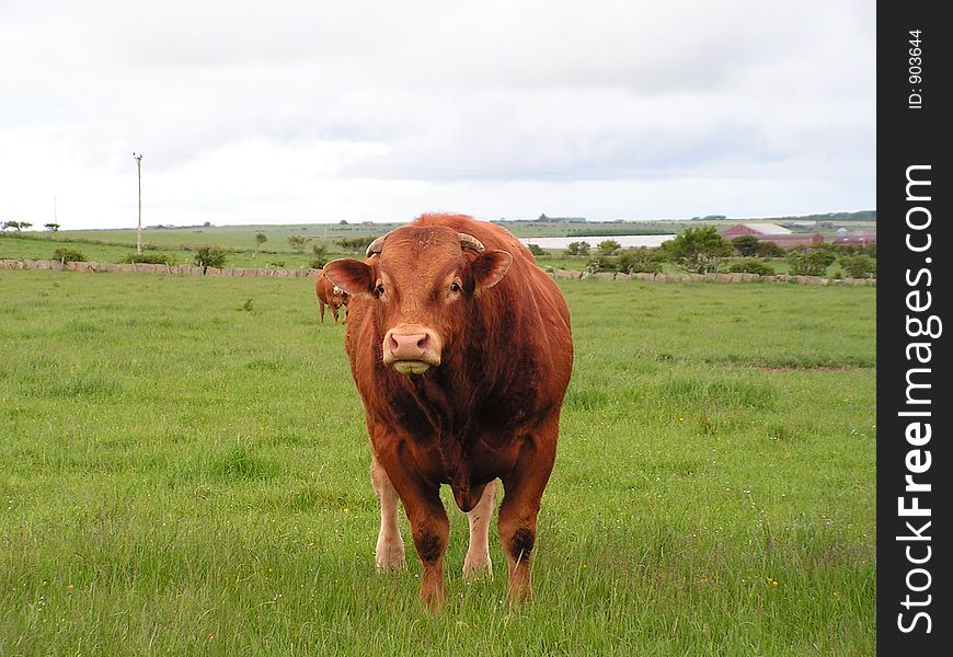 One of many bulls of this specific breed n the field. One of many bulls of this specific breed n the field.